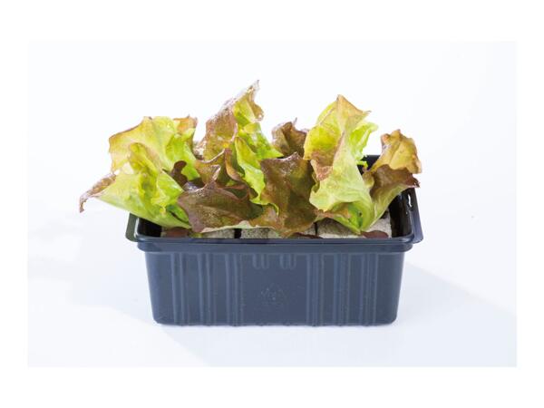 British Young Vegetable Plants