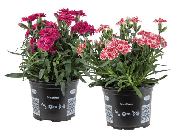 Dianthus Adorables