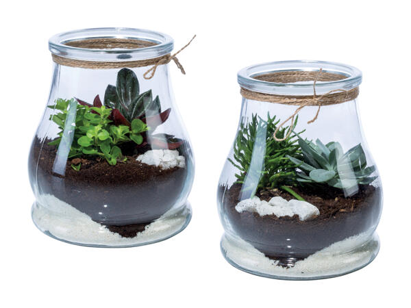 Grønne planter i glas