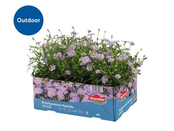 Bedding and Balcony Plants