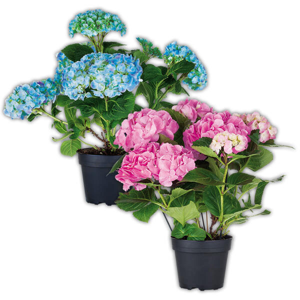 Hortensie