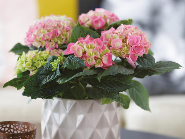 Hortensia