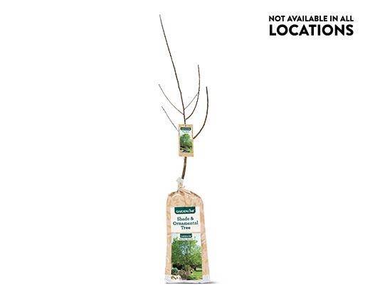 Gardenline Shade or Ornamental Tree Assorted Varieties