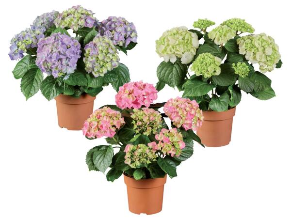 Hydrangeas