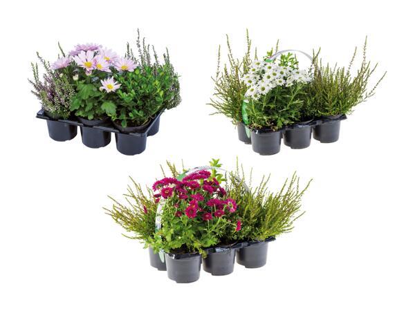 Plantes d'extérieur