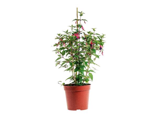 Large Fuchsia