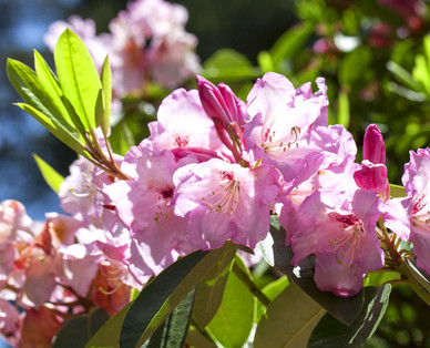 Rhododendron