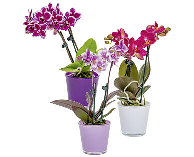 MINI-ORCHIDÉE