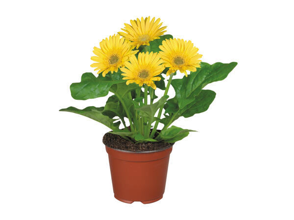 Flowering Plant