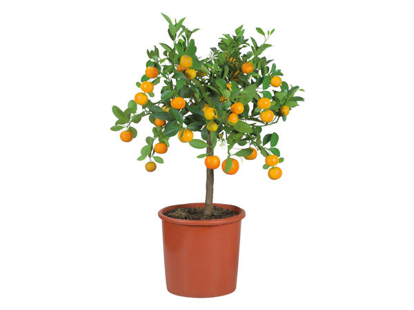 Large Citrus Plants