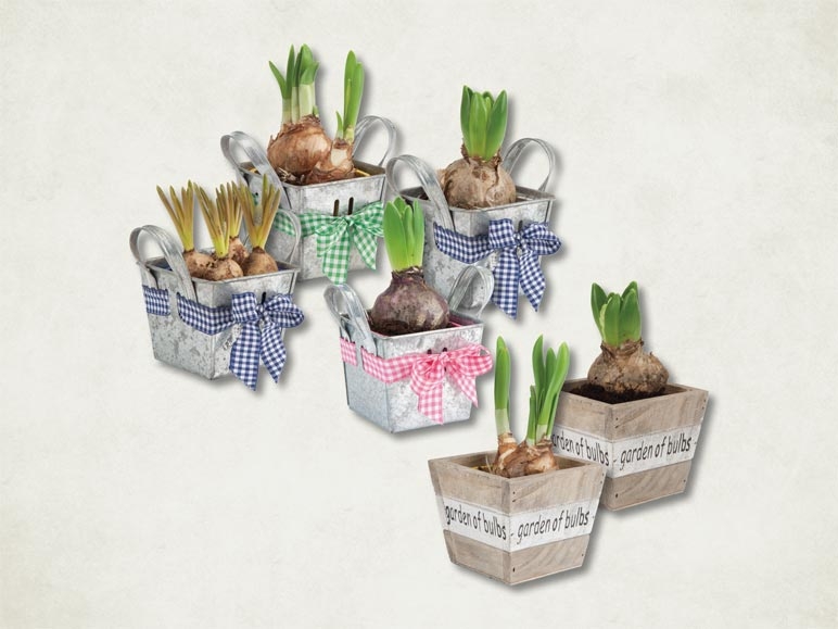 Bulbes à fleurs dans un pot en zinc ou en bois (dès le 4.2.)