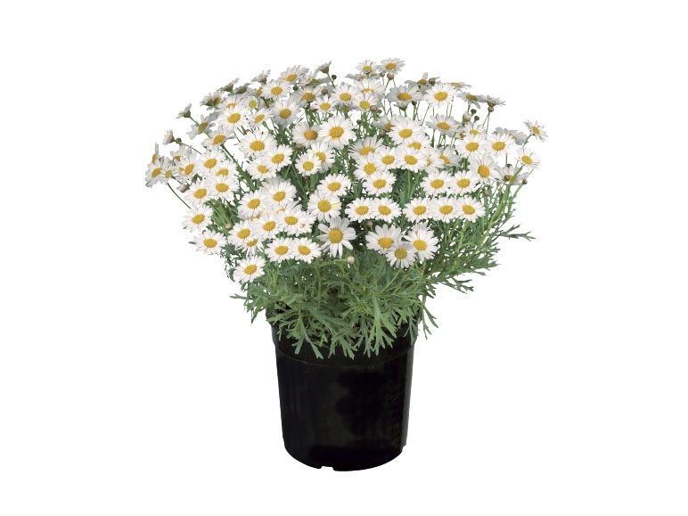 Marguerite Bush
