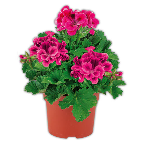 Edelgeranie