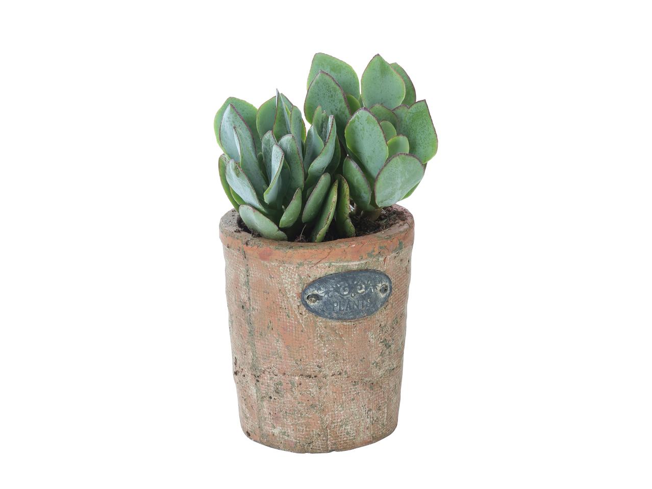 Succulents in Terracotta pot1