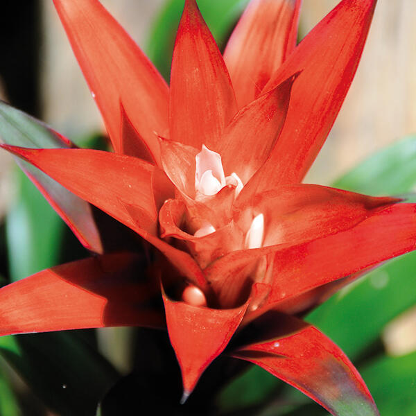Bromelien-Besonderheiten