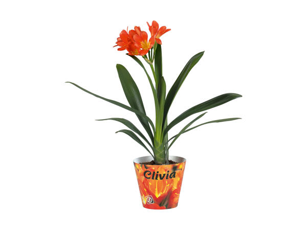 Clivia Miniata