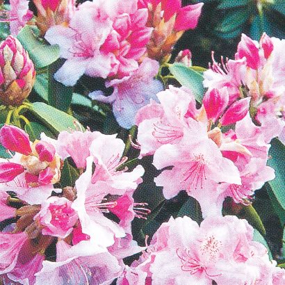 Rhododendron