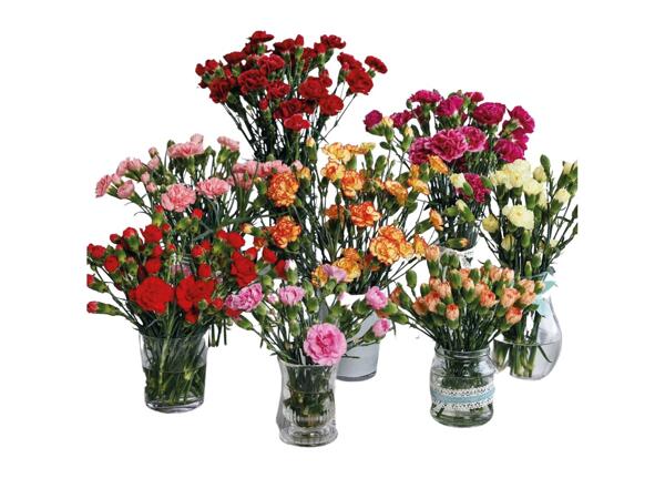 Bouquet A - Spray Carnation, Germini, Sweet William