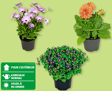 Plantes à fleurs