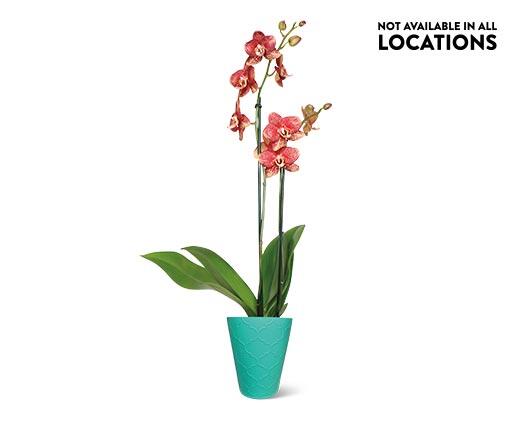 5" Easy Orchid Assorted Colors