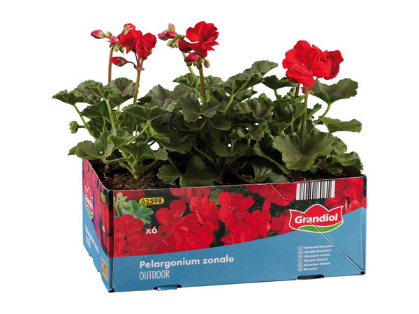 Upright Geraniums