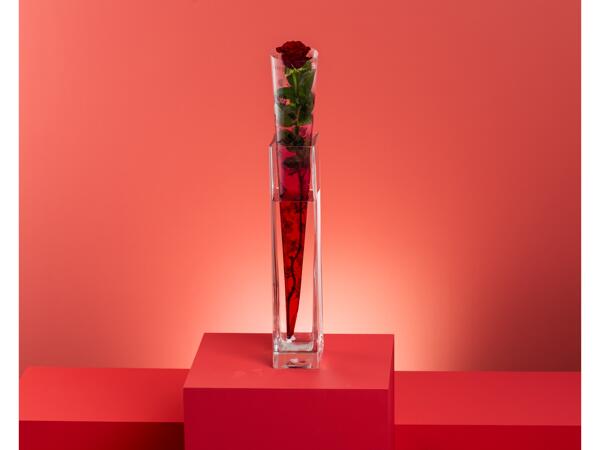 Premium Single Red Rose