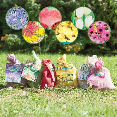 Bulbes de fleurs, 100 pcs.