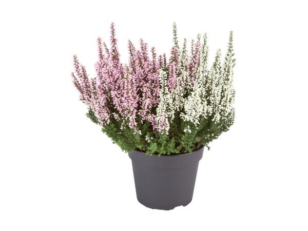 2-farvet lyng
