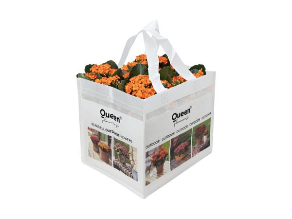 Outdoor kalanchoe