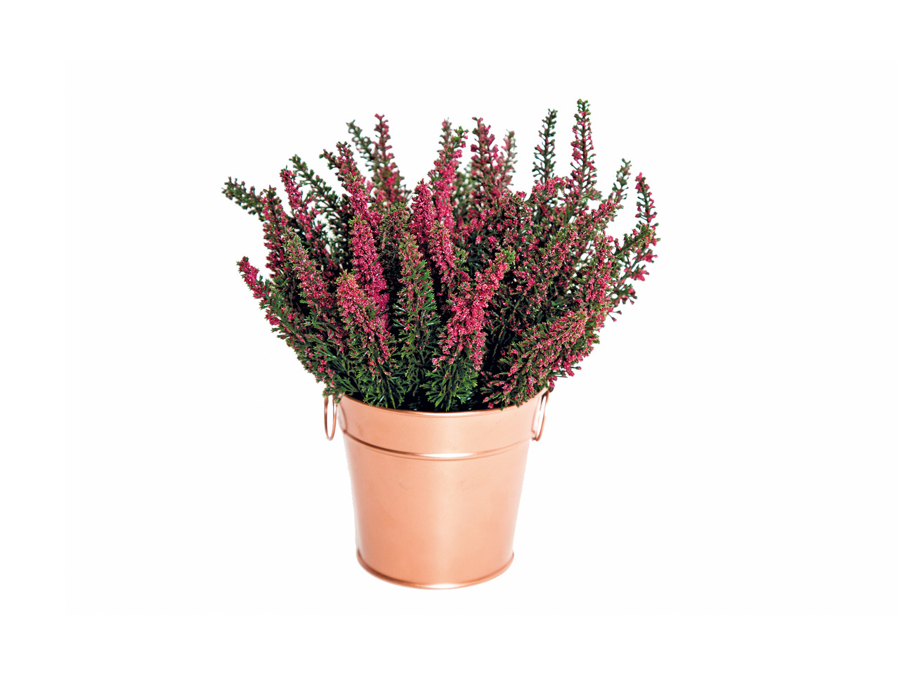 Heather in Copper Tin1