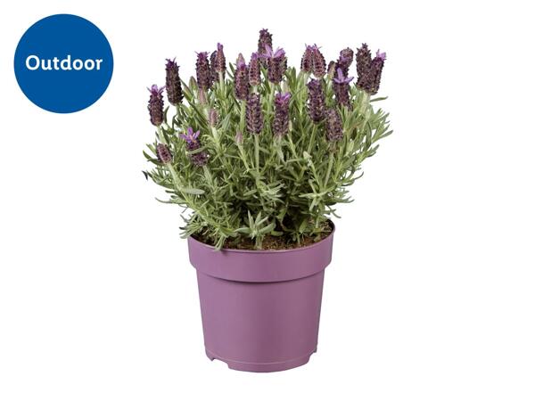 Lavender