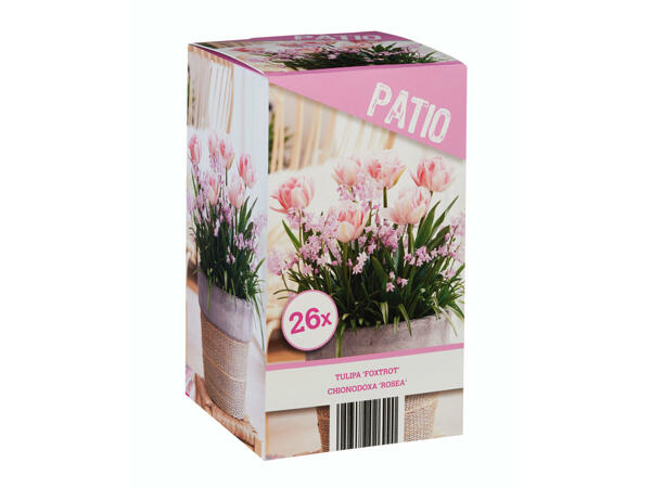 Mélange de bulbes à fleurs pour terrasse