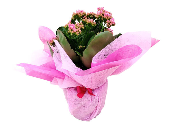 Flowering Gift Wrap