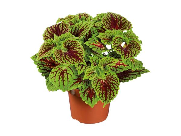 Paletblad coleus