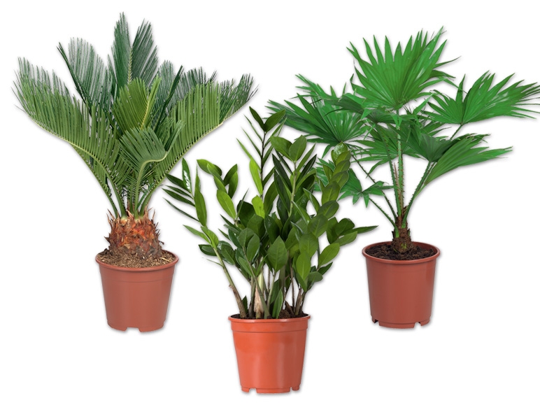 Exklusive Palme