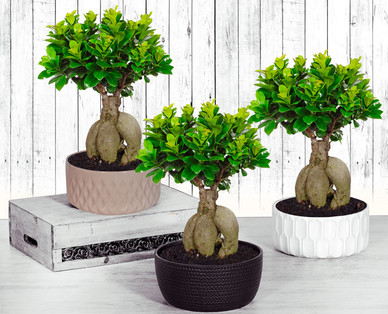 Bonsai