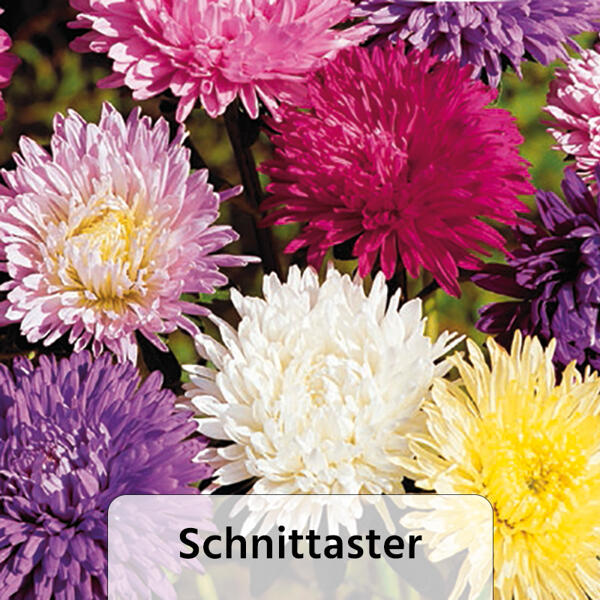 Sommer-Jungpflanzen