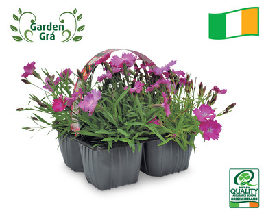 Irish Grown Dianthus 4 Pack