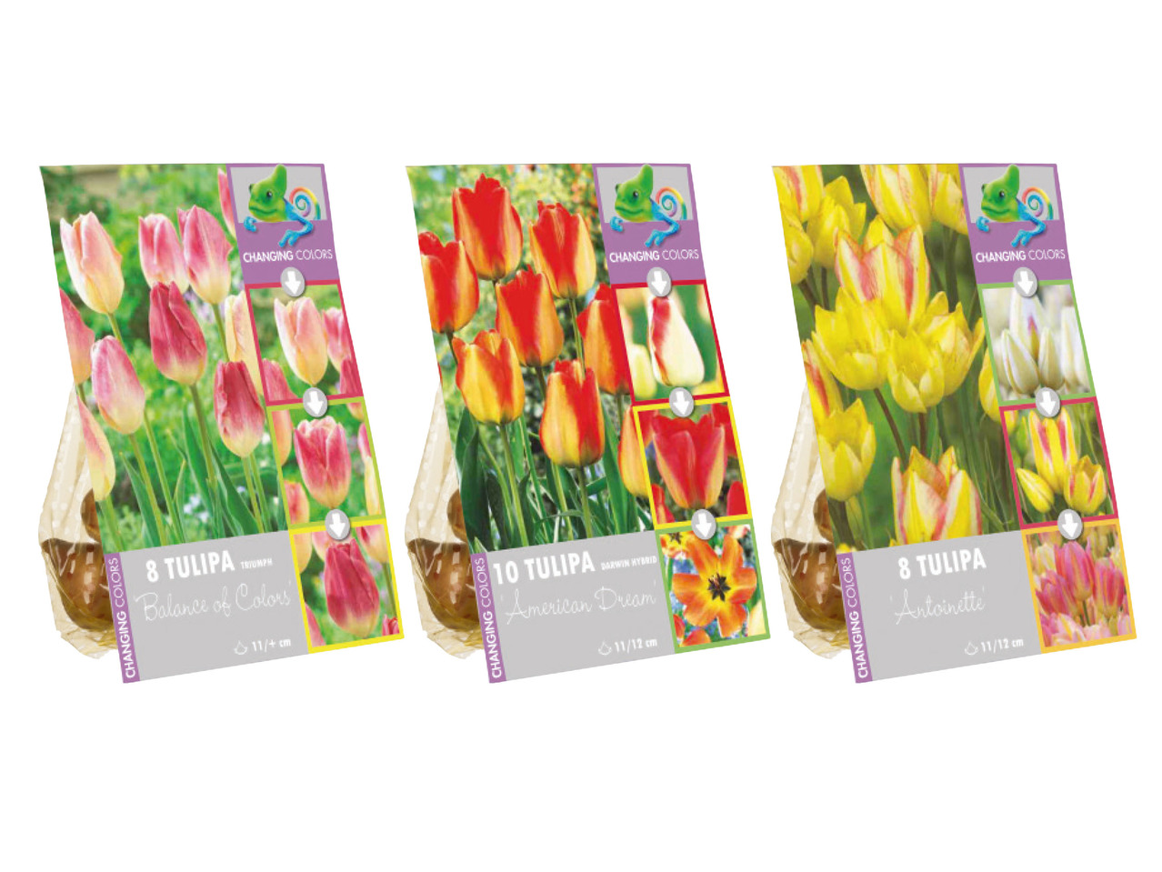 Blomlökar färgskiftande1