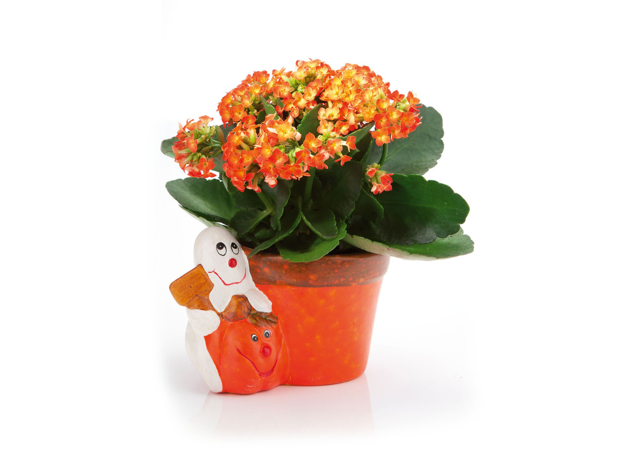Kalanchoe in Halloween Pot