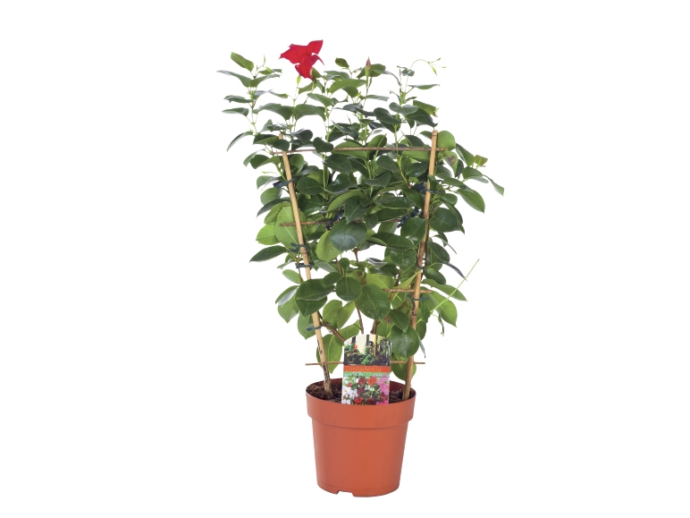 Dipladenia