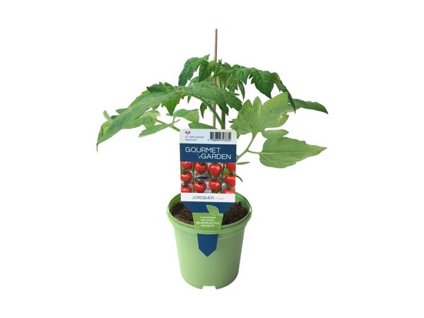 Agurke-, tomat- eller peberplante