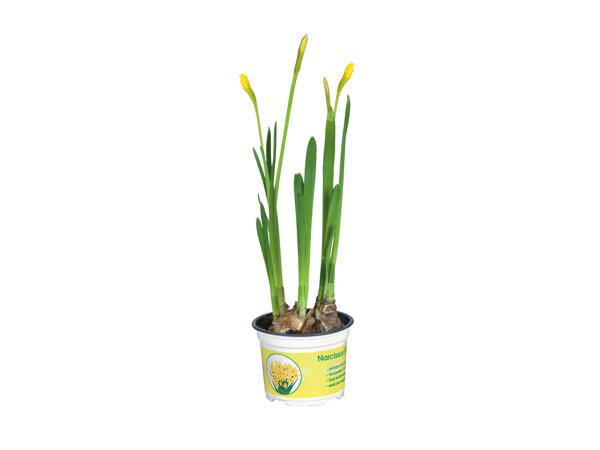 Potted Daffodils