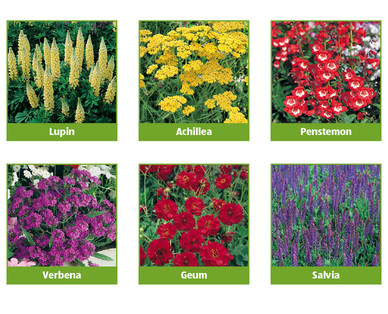 Perennials