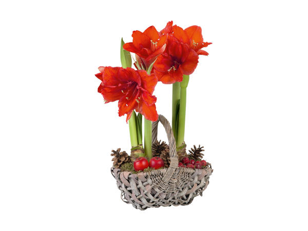 Amaryllis i kurv