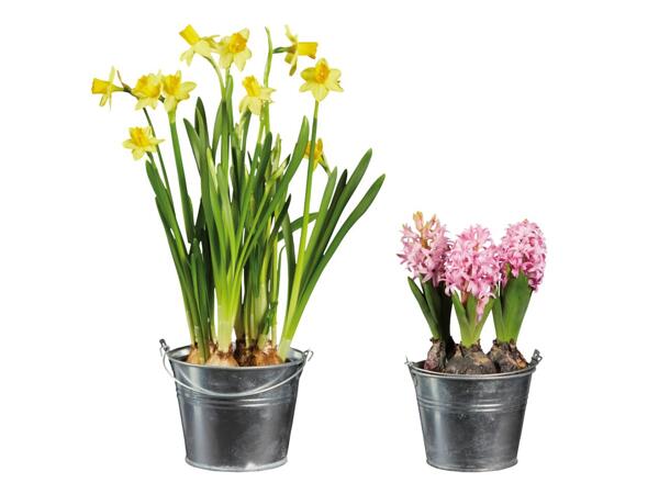Bulbs in pots