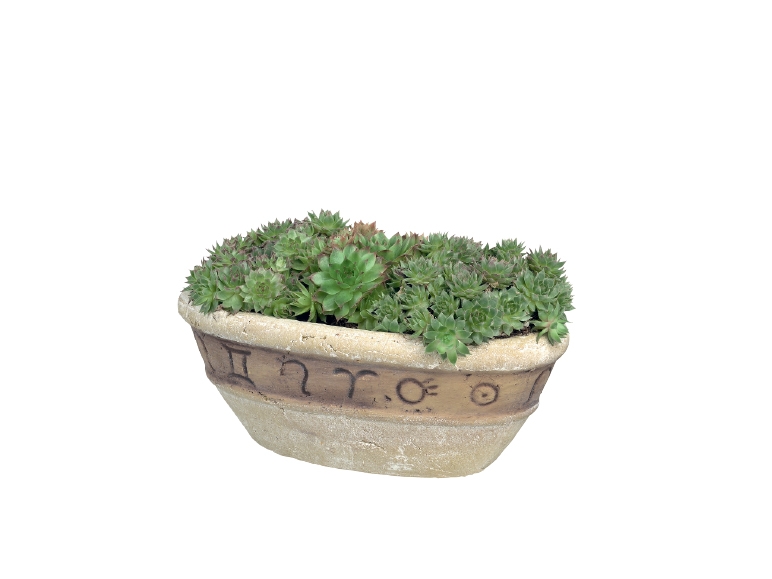 Vetplanten in stenen pot