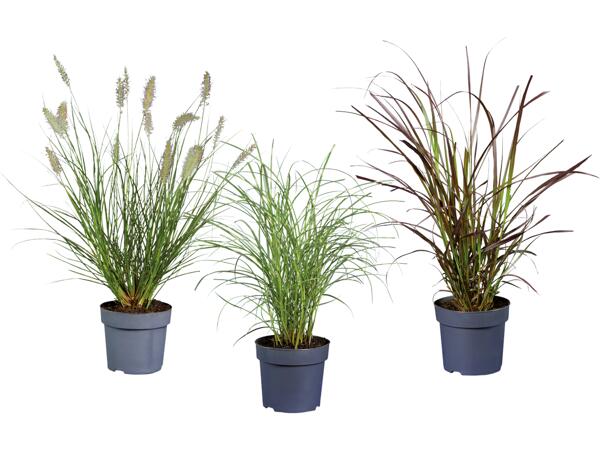 Prydnadsgräs