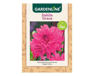Dahlia or Gladioli Packet Bulbs