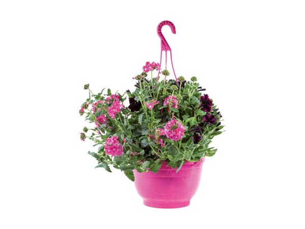 Ampler med blandede planter